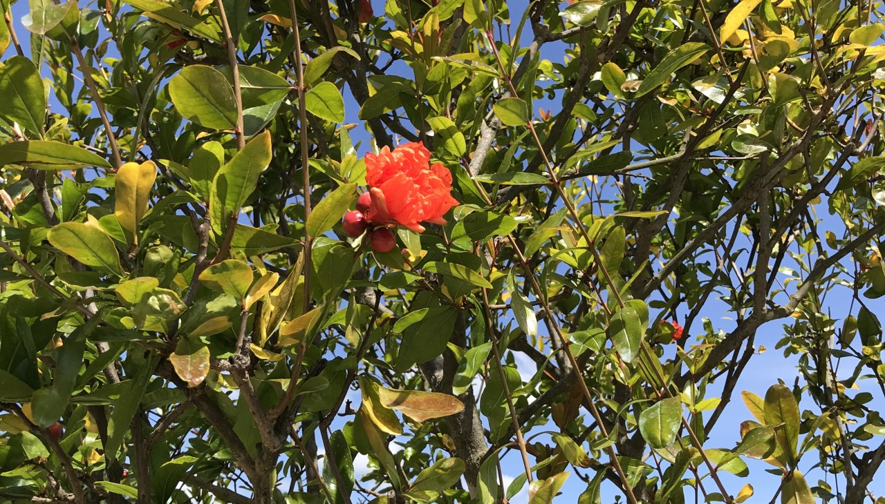 Otwarte ogrody, &copy; Stadt Ludwigslust