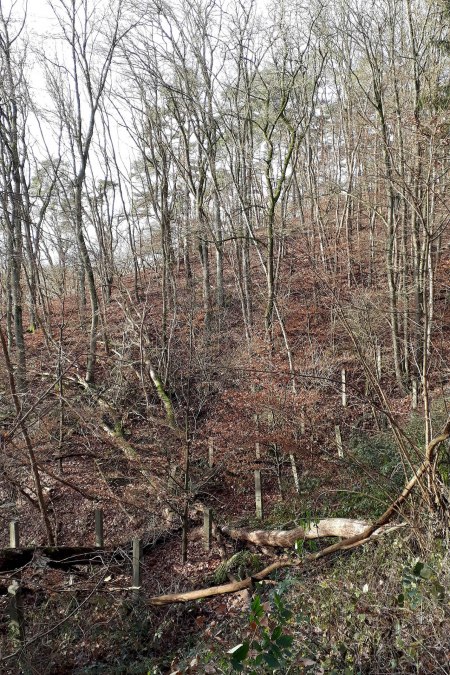 Milczący świadkowie przeszłości: pozostałości betonowych słupów dwurzędowego ogrodzenia z drutu kolczastego na Kerbtalweg, © Biosphärenreservatsamt Schaalsee-Elbe