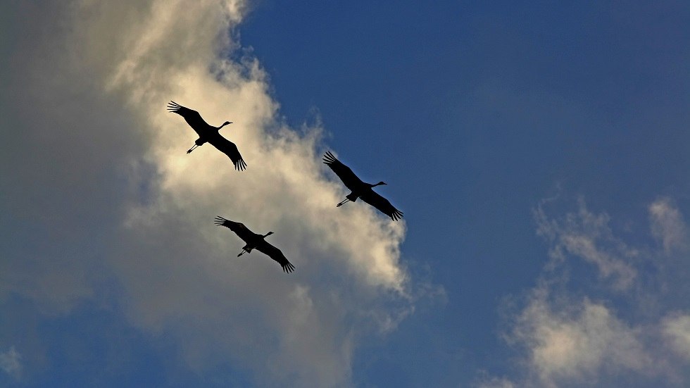 Crane flight // © Frank Liebig Crane flight // © Frank Liebig