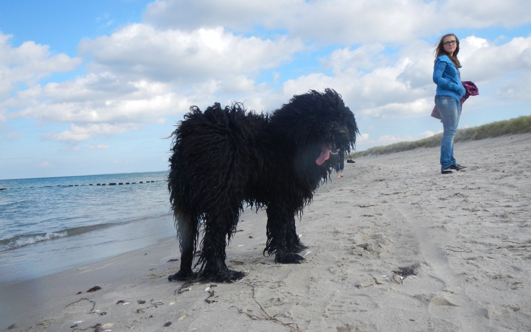 Hond op het strand in Dierhagen, © Raimund Jennert