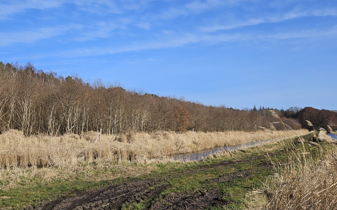 Sinds 2009 groeien er bomen in het klimaatbos Damerow (eiland Usedom)., © Landesforst MV