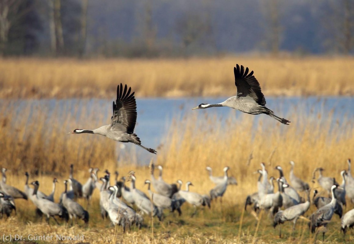 Wycieczka po Bodden z firmą spedycyjną Zingst // &copy; S&uuml;dliche Boddenk&uuml;ste