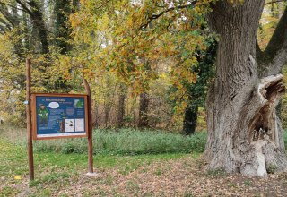 Beginn des Lehrpfads an alter Eiche hinter dem Forstamt Schuenhagen // &copy; Liv E. Ipsen