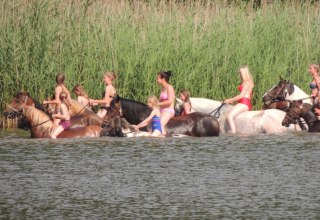 In der Region Goldberg-Mildenitz mit Pferden ins Wasser reiten // © Tourismusverein Waelder, Seen und Mehr e.V. In der Region Goldberg-Mildenitz mit Pferden ins Wasser reiten // © Tourismusverein Waelder, Seen und Mehr e.V.