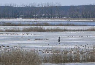 The Great Rosin beginning of March // © Martin Hagemann The Great Rosin beginning of March // © Martin Hagemann