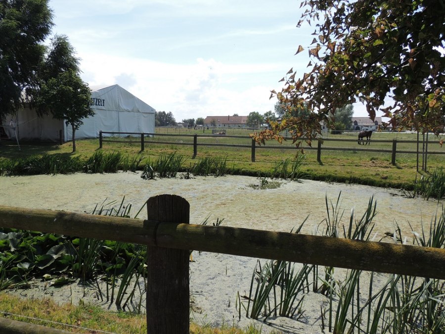 View of the pasture of the equestrian farm Plath, © Kurverwaltung Insel Poel