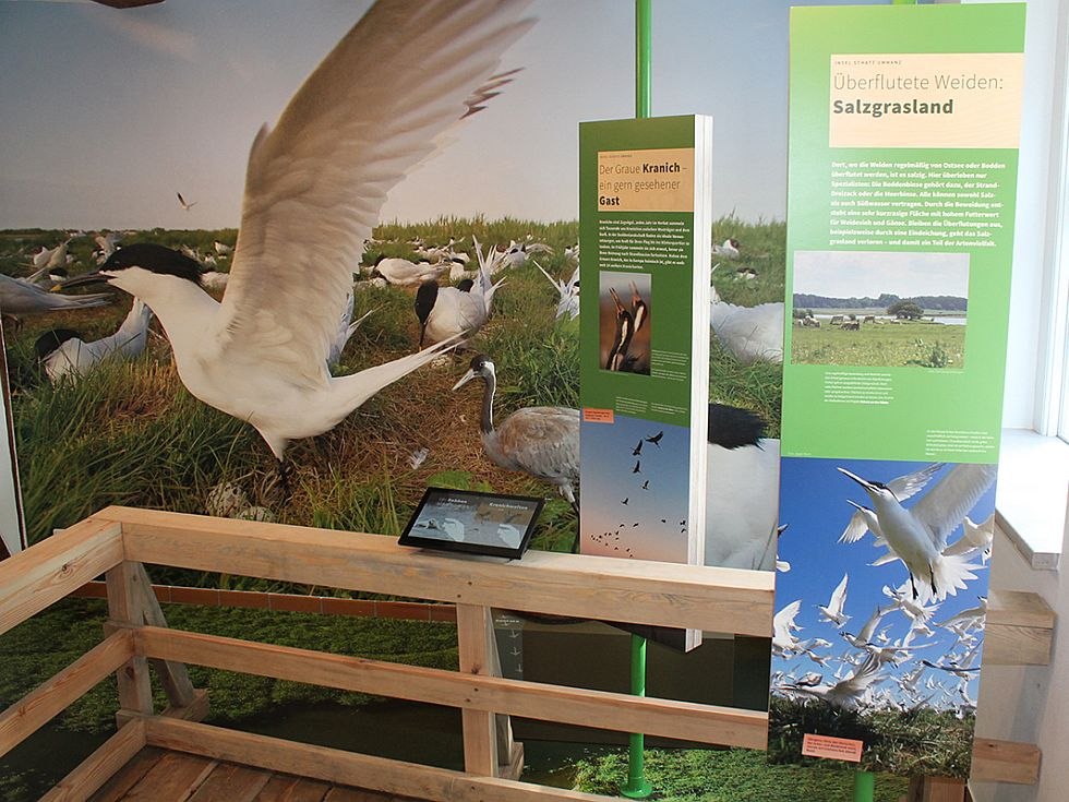 The exhibition in Waase shows the flora and fauna of the National Park of Vorpommersche Boddenlandschaft // © Stephan Macke The exhibition in Waase shows the flora and fauna of the National Park of Vorpommersche Boddenlandschaft // © Stephan Macke