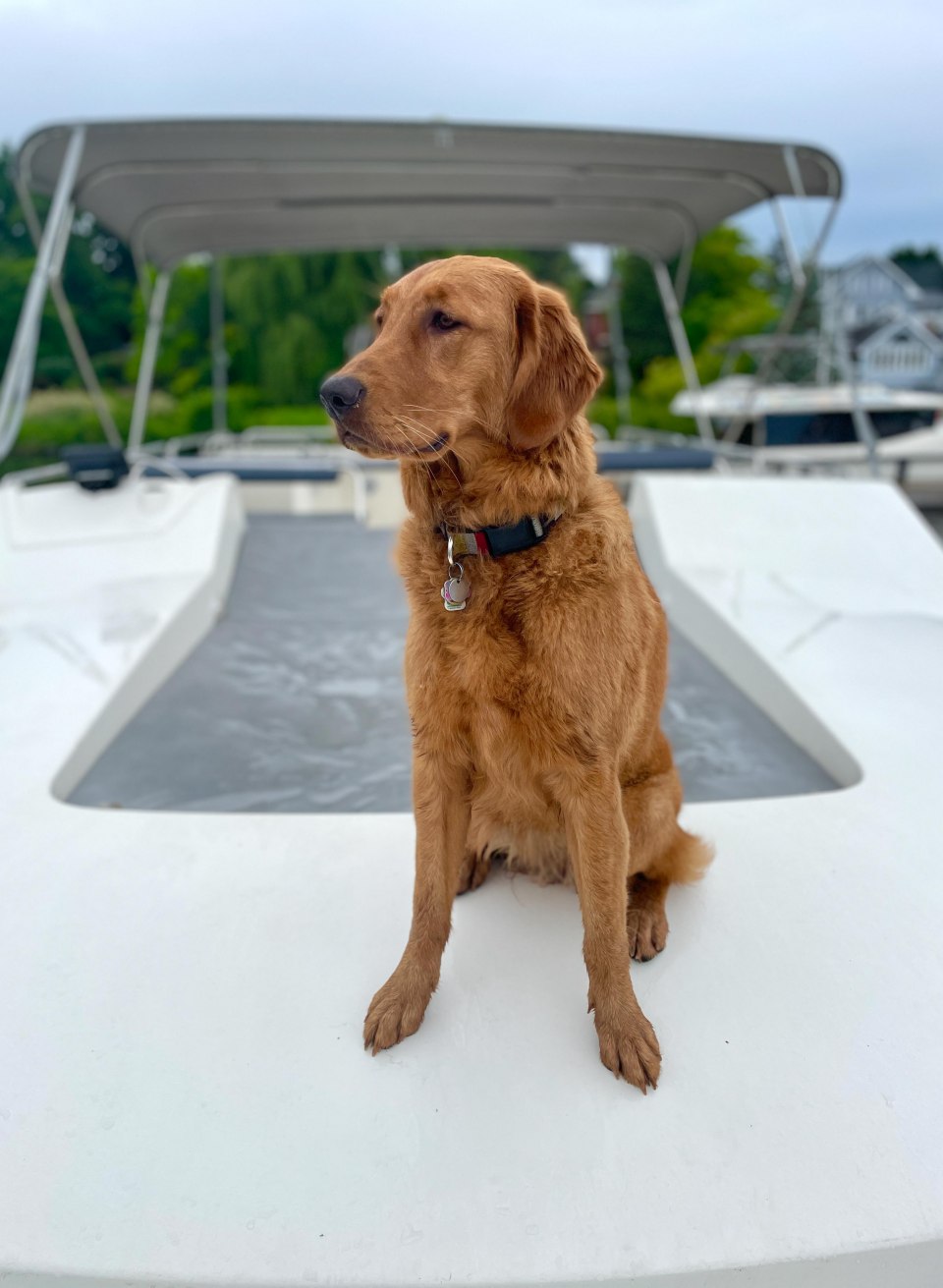 le boat dog, © Clare Mansell &amp; Jane Ggeoghegan