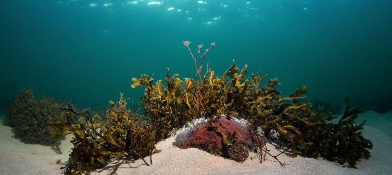 Ostsee Braunalge Blasentang // &copy; Pekka Tuuri