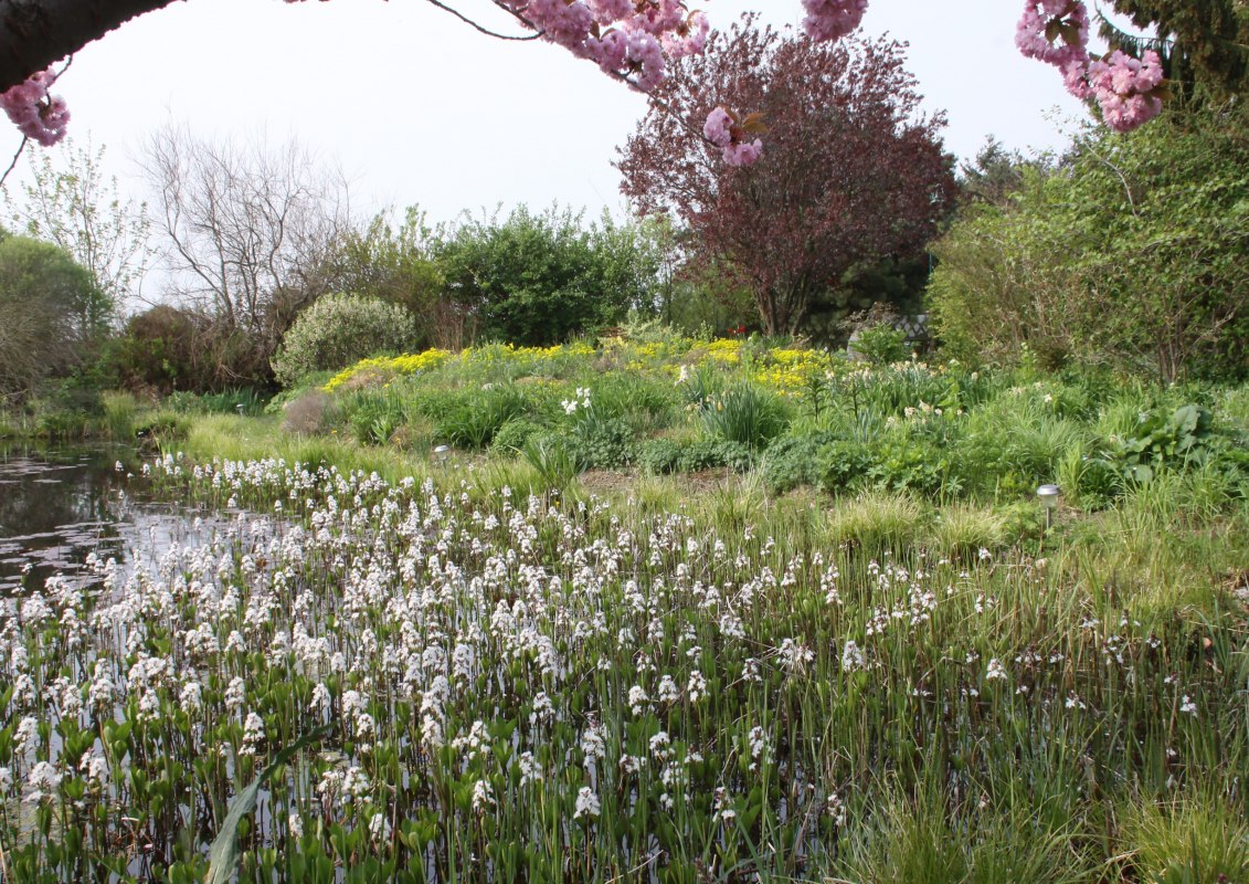 Klaver in volle bloei, © Claus Gering Klaver in volle bloei, © Claus Gering