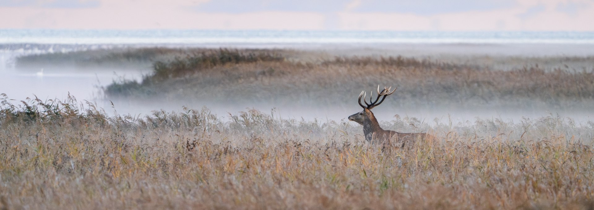 Een groot hert staat te midden van riet en mist in het Nationaal Park West-Pommeren Lagune.