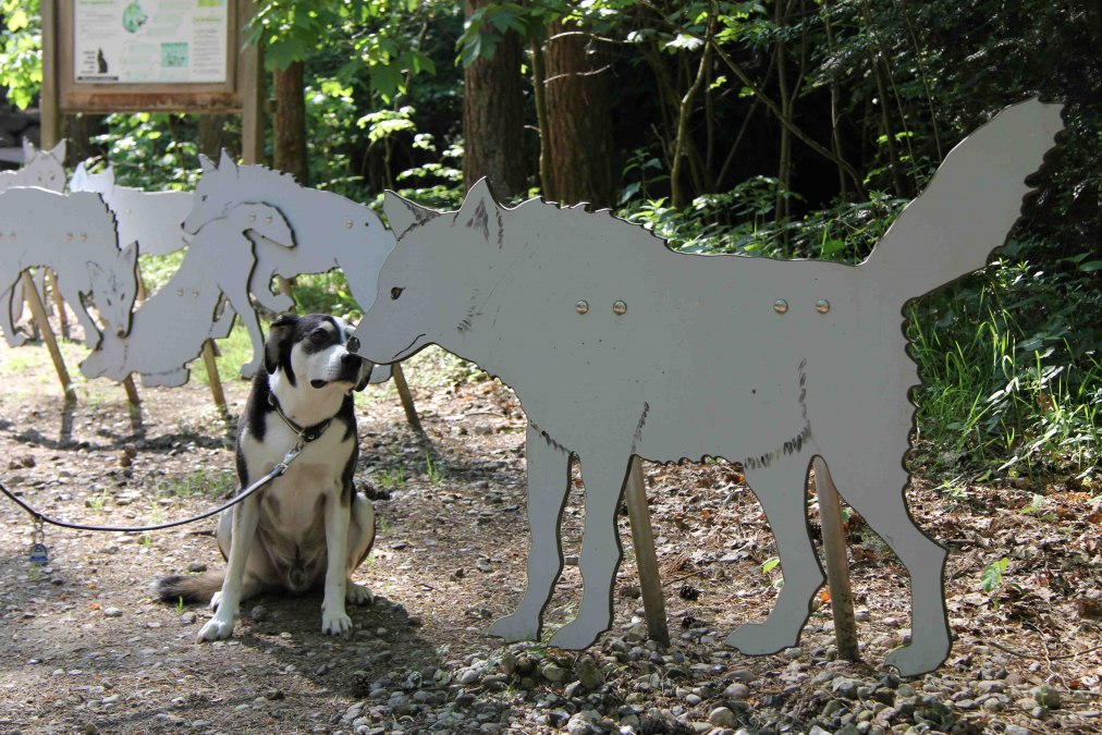 Wildpark-MV z psem, © Wildpark-MV
