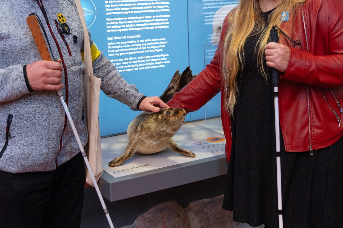 I koret i det moderniserede MEERESMUSEUM findes der en udstoppet sæl, som man må røre ved. // © Anke Neumeister/Deutsches Meeresmuseum I koret i det moderniserede MEERESMUSEUM findes der en udstoppet sæl, som man må røre ved. // © Anke Neumeister/Deutsches Meeresmuseum