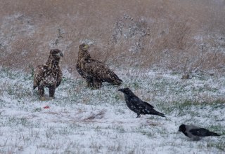 © Hermann Roth © Hermann Roth