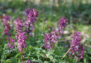 &copy; Gudrun Marin-Ziegler