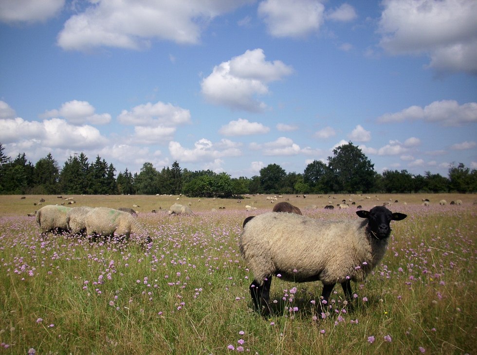 Nasze owce w Hullerbusch, © Schäferei Hullerbusch