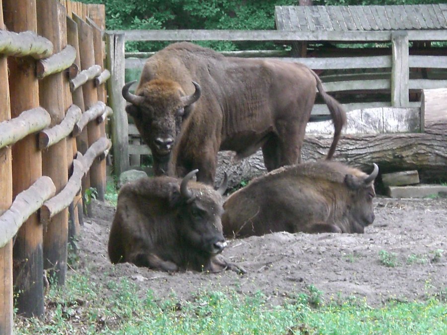 Wisent show enclosure, © Pomorze Zachodnie