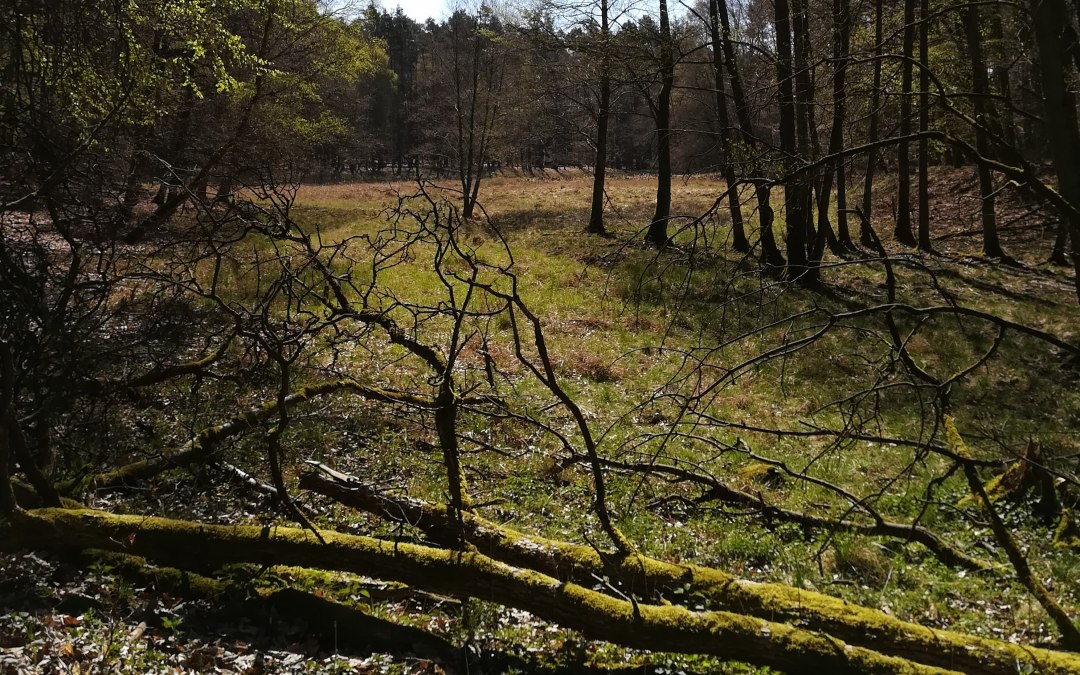 Gevarieerd boslandschap, © B. Daedelow