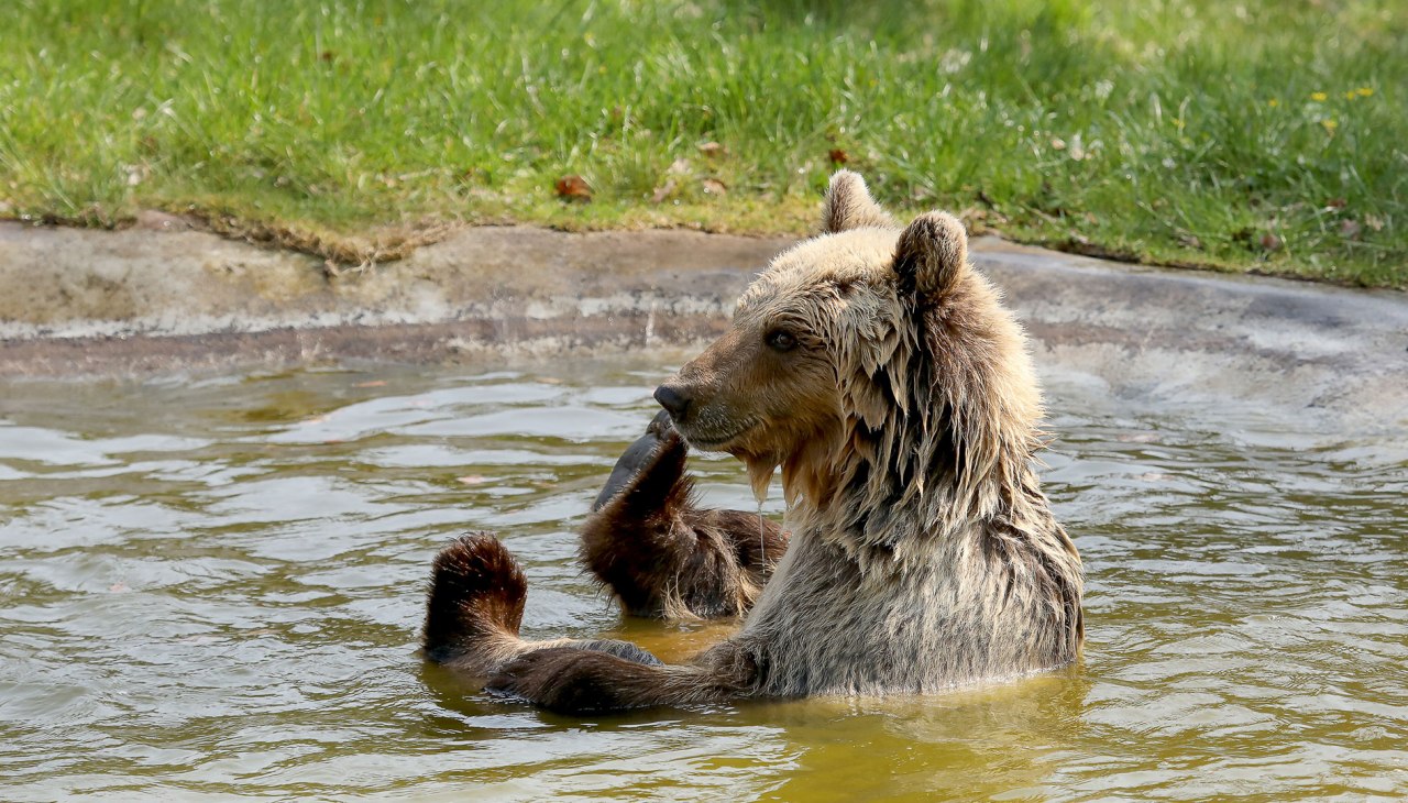 Niedźwiedź brunatny Luna kąpiący się w BÄRENWALD Müritz, © Thomas Oppermann