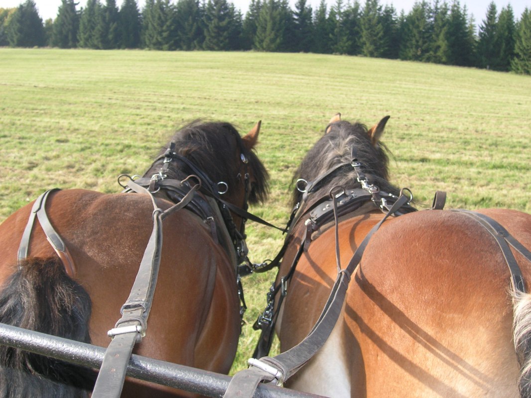 Carriage // &copy; Mieke