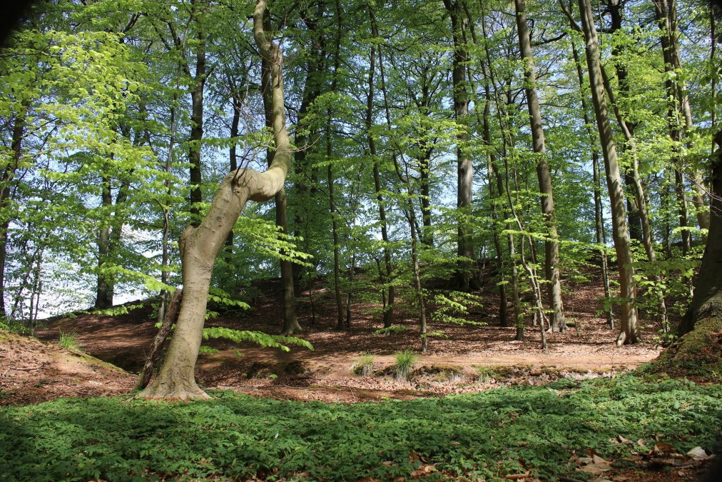 Pagina_11_BRASOR_Buchenwald_Granitz_Jana_Schulz, &copy; Biosph&auml;renreservat S&uuml;dost-R&uuml;gen