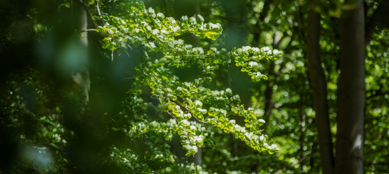 © Binzer Bucht Tourismus © Binzer Bucht Tourismus
