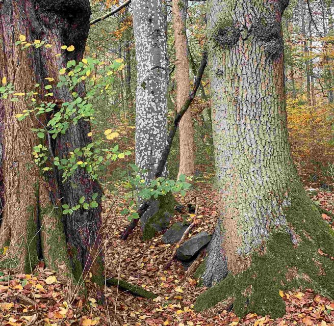 Het verborgen leven van onze bomen // &copy; Marin-Ziegler