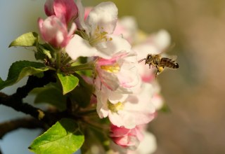 &copy; Evelin Kartheuser