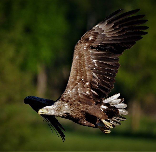Seeadler im Flug // &copy; J&ouml;rg Dollmanski