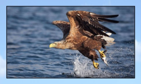 © Seeadler.jpg