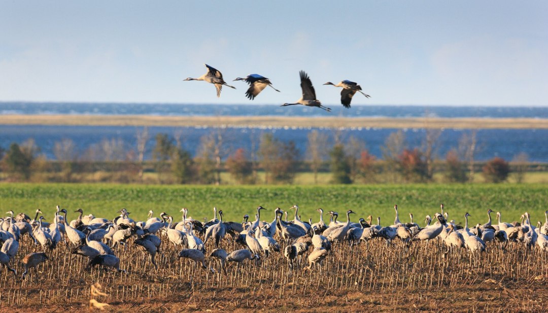 Kraanvogels bevolken de velden en luchten boven Fischland-Darß-Zingst in overweldigende aantallen, © TMV/Grundner