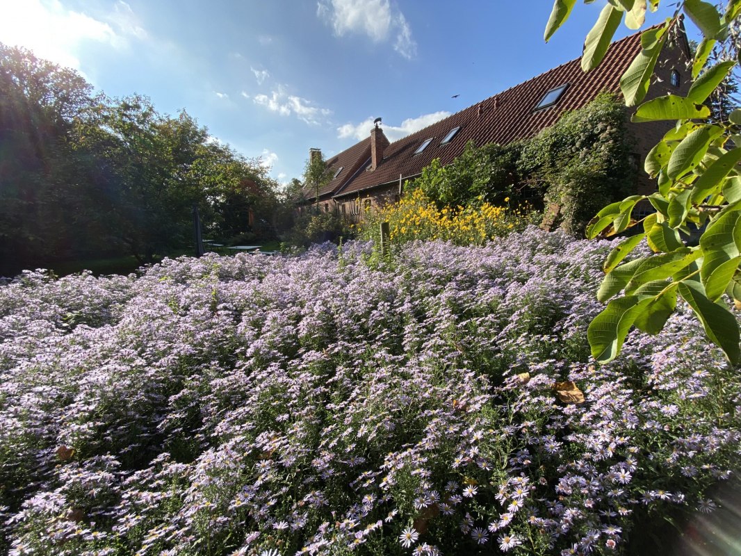 In de biertuin achter het caf&eacute; groeit een groot veld met wilde asters. In de nazomer is dit een gonzende en zoemende ontmoetingsplaats voor insecten. // &copy; Thomas Grosch