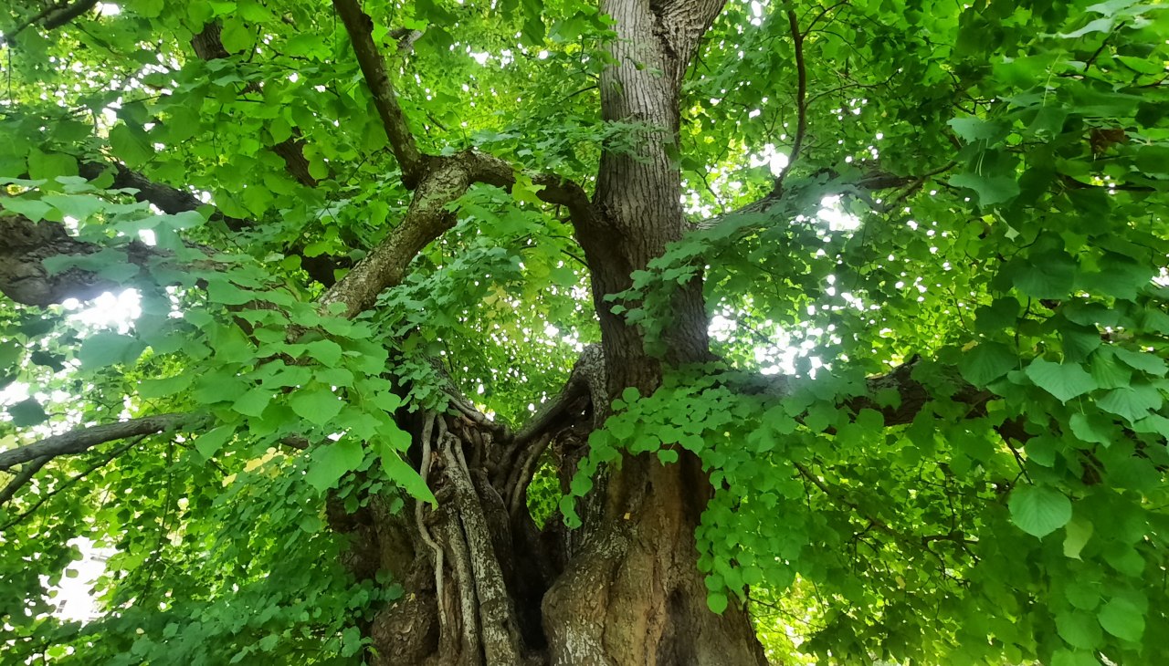 Linde, © Waren (Müritz)-Information Linde, © Waren (Müritz)-Information