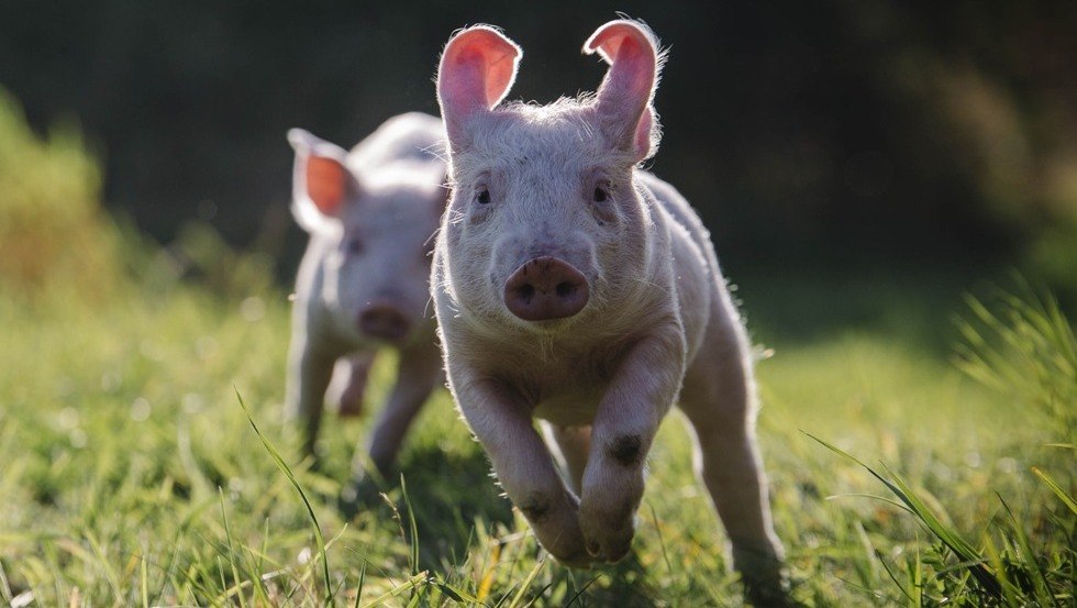 Świnie bawiące się w zieleni, © Stiftung Tiernothilfe