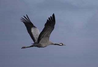 © Nationalparkamt Vorpommern