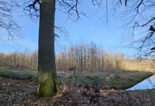 Sinds 2011 groeien er bomen in de Klimawald Koserow (eiland Usedom)., © Landesforst MV