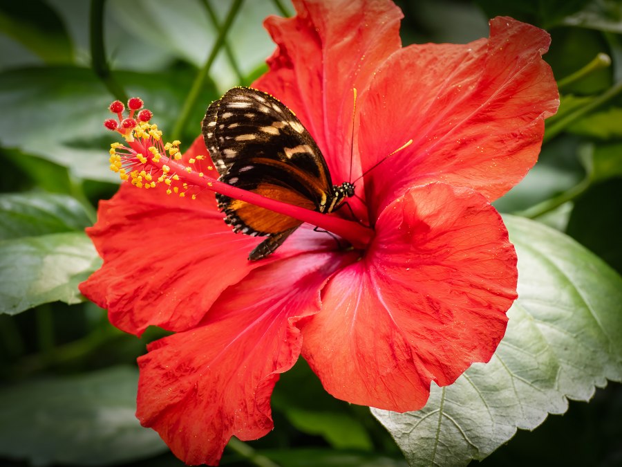 tiger passionsfalter, © Schmetterlingswelt Klütz tiger passionsfalter, © Schmetterlingswelt Klütz