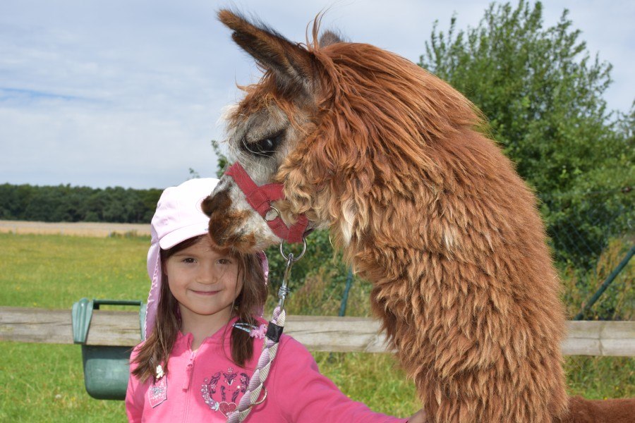 Alpaca wandeling, © M. Wenzlaff