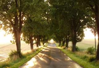 Alley in sunlight, © Gutshaus Pohnstorf GbR