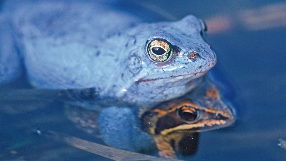 Wiosną żaba moczarowa zmienia kolor na niebieski, © TMV/Steindorf-Sabath