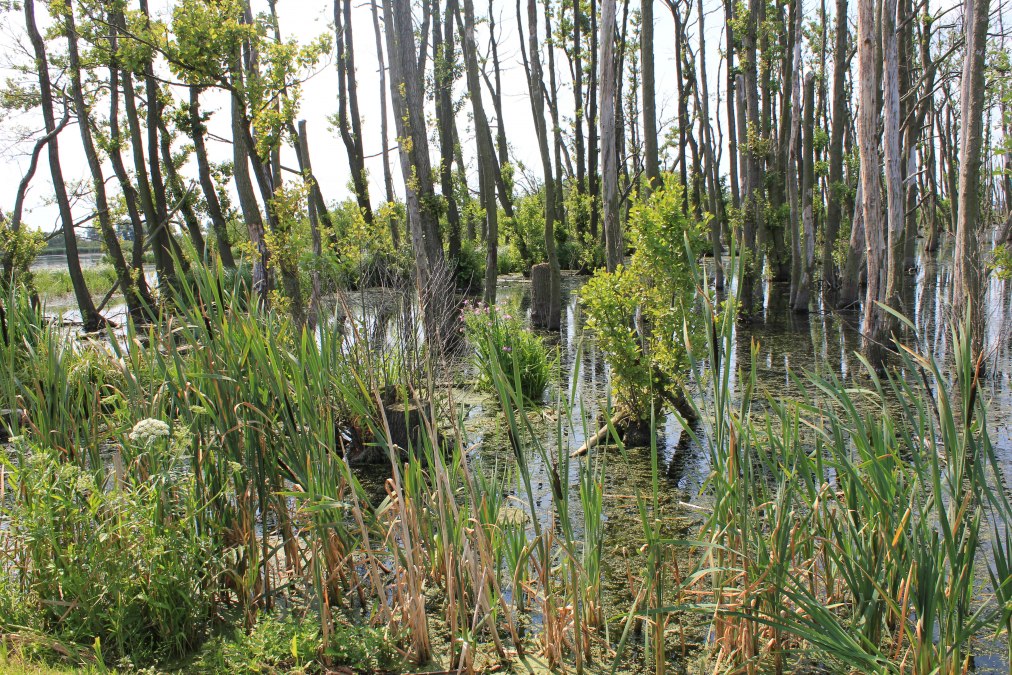 Great raisin, © M. Kiauka