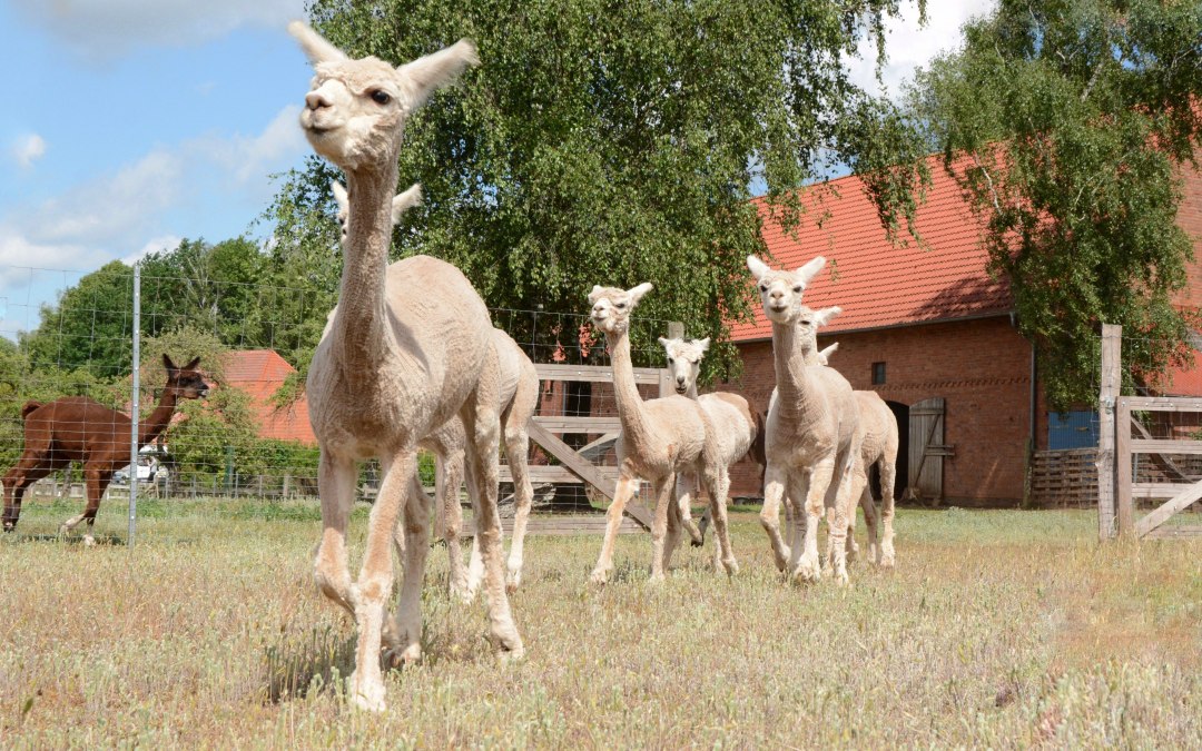 Alpaca's, Boerderij Birkenkamp, © Tourismusverband Mecklenburg-Schwerin