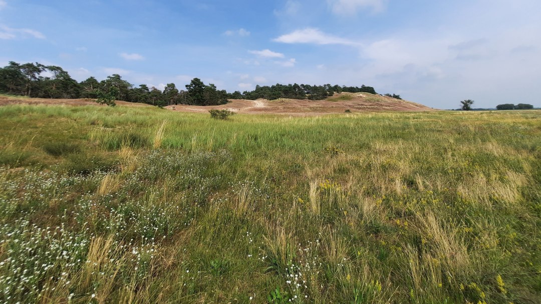 Inland dune Klein Schmölen, © M. Lenthe