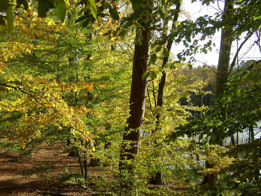 Path near Serrahn, &copy; Stadt Neustrelitz