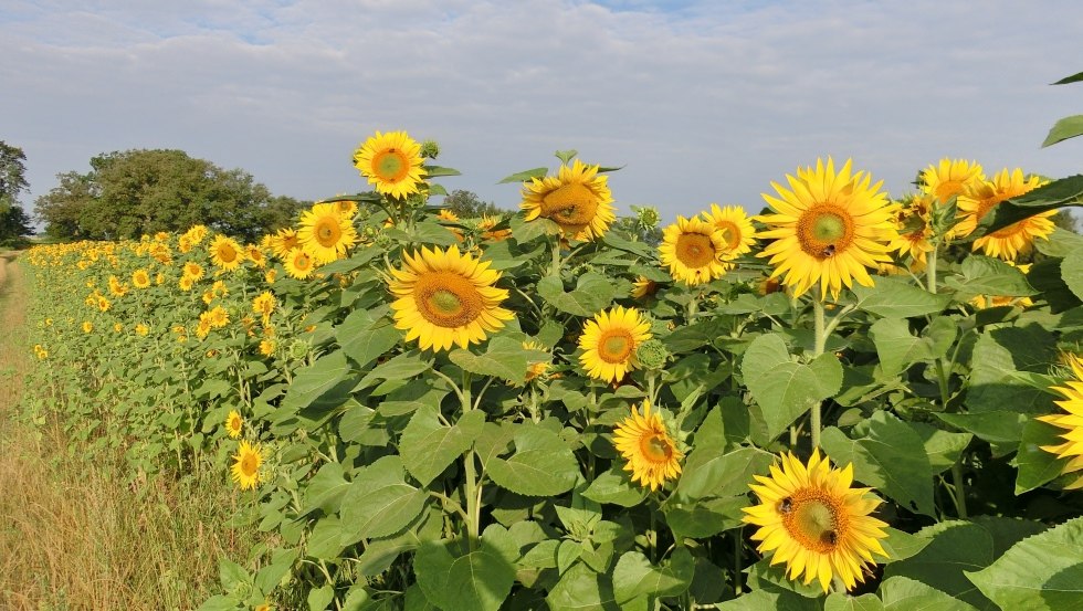 Zeer goede vervoersverbindingen en toch midden op het platteland // © Markmann Zeer goede vervoersverbindingen en toch midden op het platteland // © Markmann