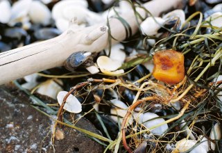 A close-up of amber among shells, stones, and seaweed on the beach at Ahrenshoop. The photo accompanies the children’s event on amber hunting as part of the “Children’s Autumn” festival. // © voigt&ktanz UG A close-up of amber among shells, stones, and seaweed on the beach at Ahrenshoop. The photo accompanies the children’s event on amber hunting as part of the “Children’s Autumn” festival. // © voigt&ktanz UG