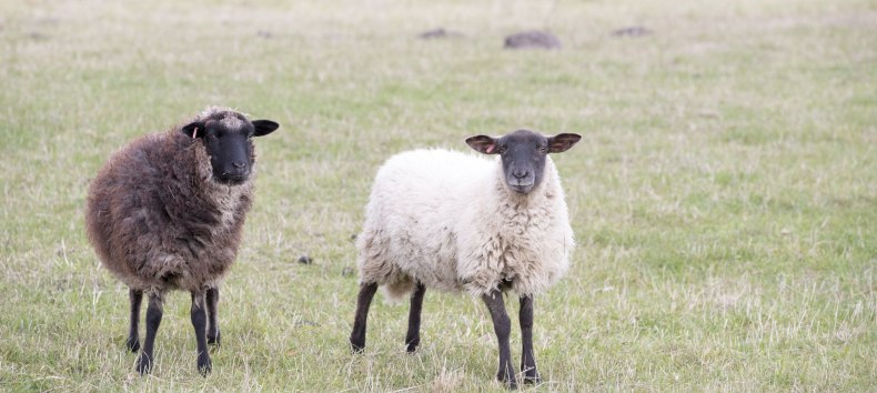 © Kurverwaltung Goehren / Martin Stoever © Kurverwaltung Goehren / Martin Stoever