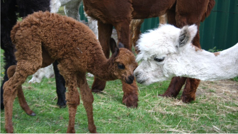 De alpaca's bij Haflingerhof Tack, © Haflingerhof Tack/ Volker Tack