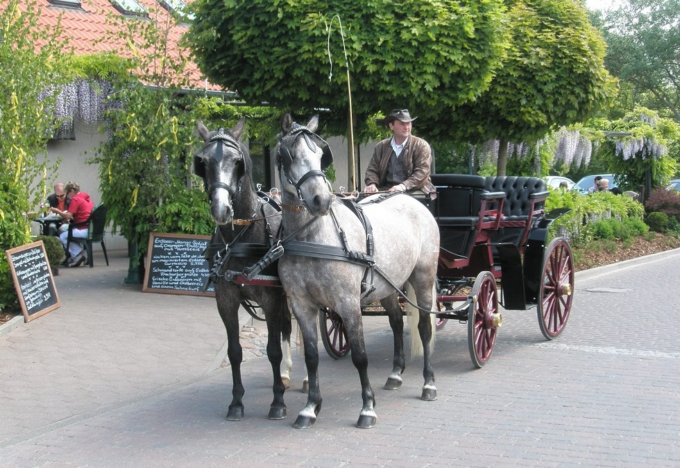 Koetsritten door het omringende Boddenlandschap, © Pferdesport Brauns