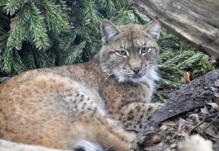 © Zoo Rostock/Seemann
